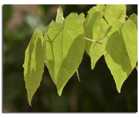 Epimedium Grandiflorum Standardized