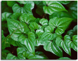 Wild Yam