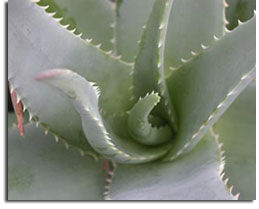 Aloe Vera