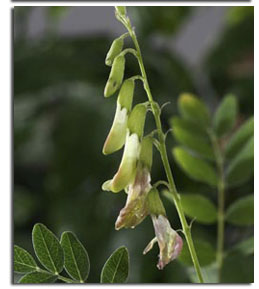 Astragalus