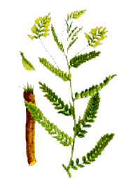 Astragalus Root Tea