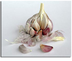 Garlic Standardized Extract