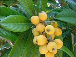 Loquat plant with fruit