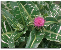 Thistle Standardized Extract