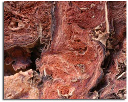 Rhodiola Root