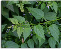 SkullCap